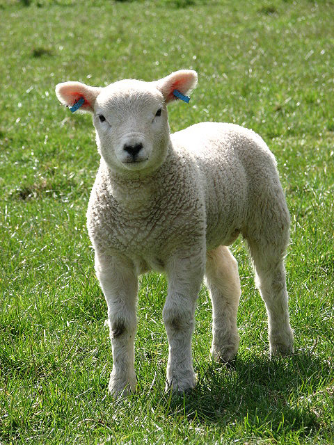 texel sheep double