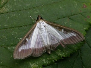 The IGC Box tree moth