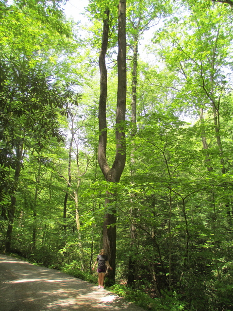 Tuning fork-shaped tree at Fallingwater