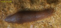 Girardia Planarian