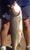 Tigerfish