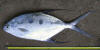 Big Largespot pompano (Wave Garrick)